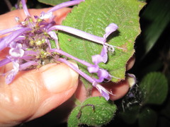 Plectranthus ambiguus