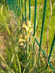 Oenanthe pimpinelloides