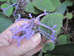 Plectranthus ambiguus