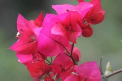 Bougainvillea