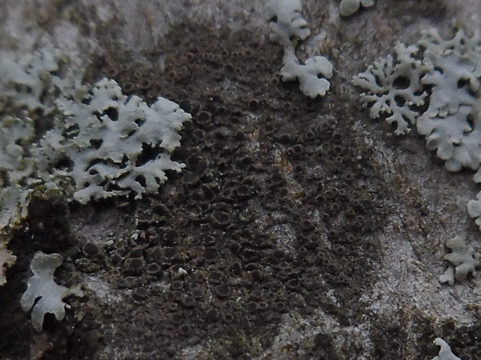 Rinodina sophodes