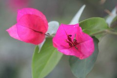 Bougainvillea