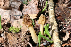 Verpa bohemica
