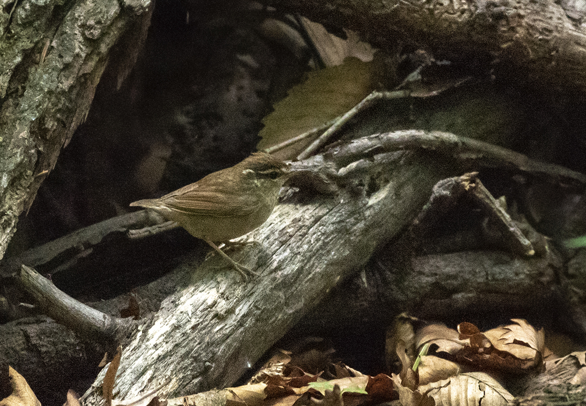 Asian Stubtail (Urosphena squameiceps), photo 4