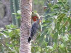 Melanerpes aurifrons