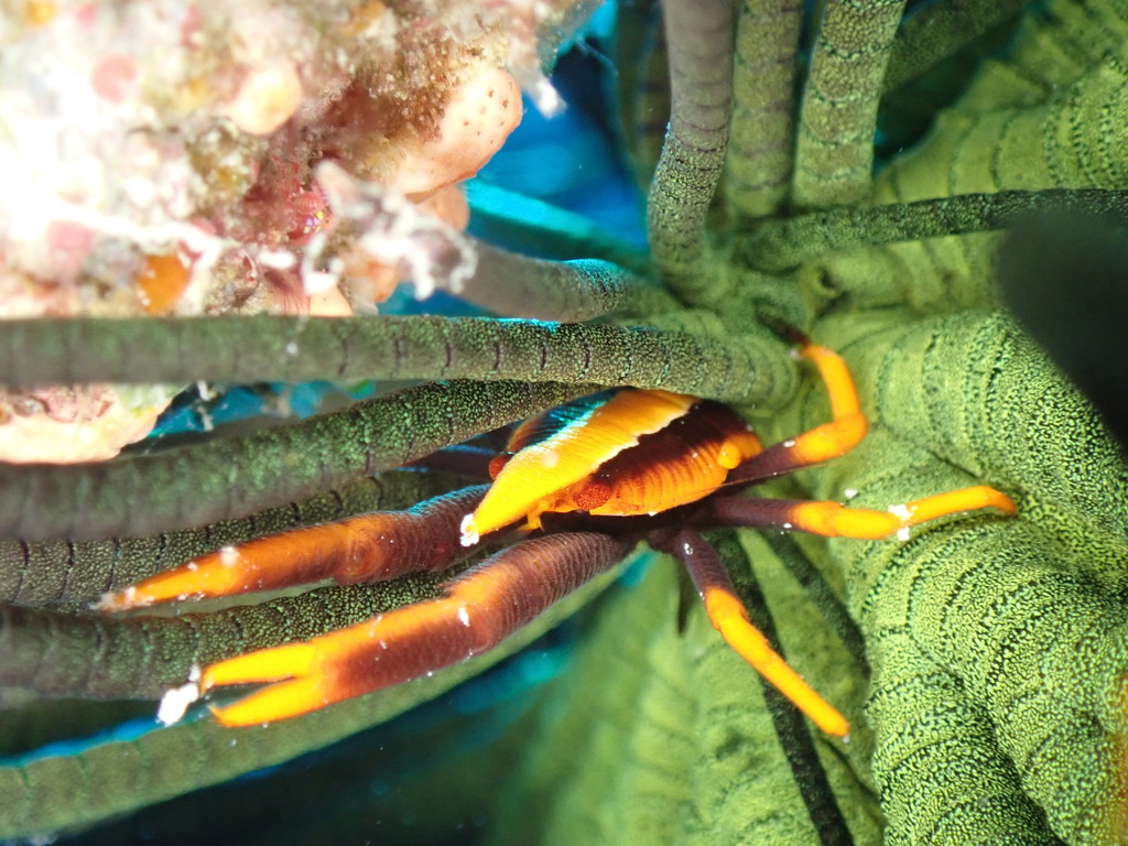 Baba's crinoid squat lobster