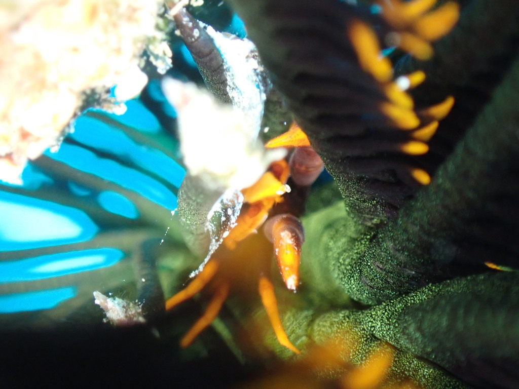 Baba's crinoid squat lobster
