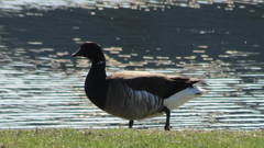 Branta bernicla hrota