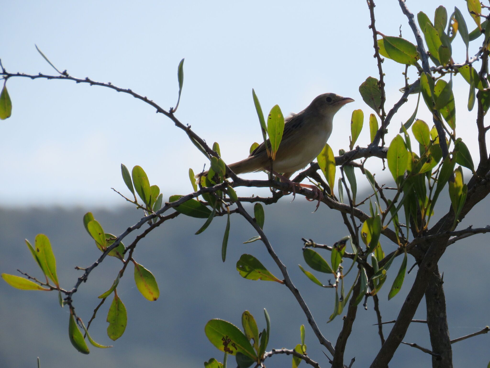 Croaking Cisticola (Cisticola natalensis), photo 10