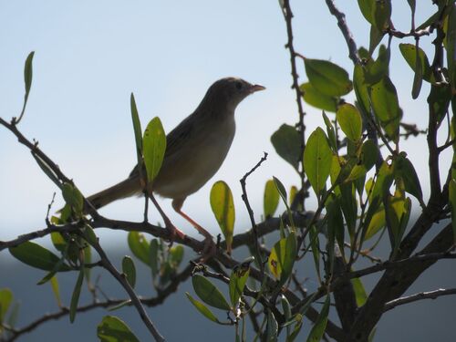 Croaking Cisticola (Cisticola natalensis), photo 9