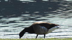 Branta bernicla hrota