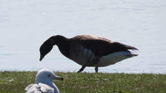 Branta bernicla hrota