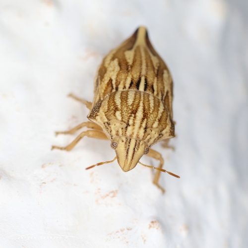 Odontotarsus intermedius