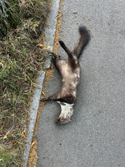 Stone Marten