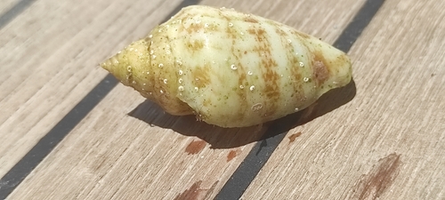 Persian Conch