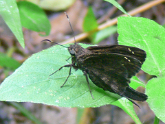 Thorybes obscurus