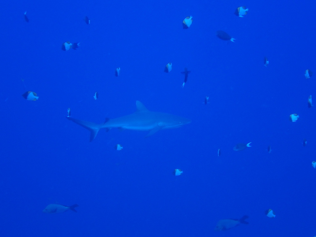 Grey reef shark