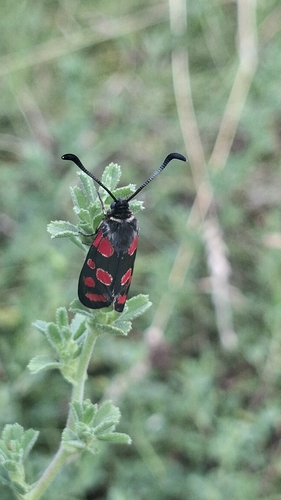 Crepuscular Burnet