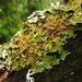 Tree Lungwort - Photo (c) L S, some rights reserved (CC BY-NC)