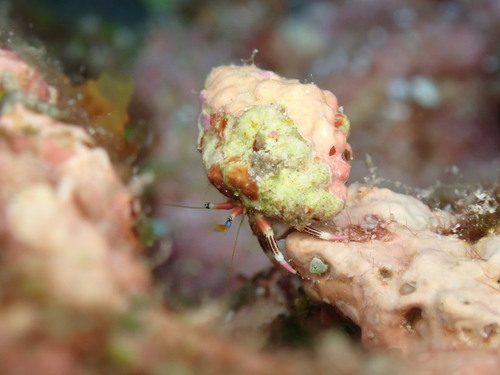 Calcinus lineapropodus observed 2026-05-24