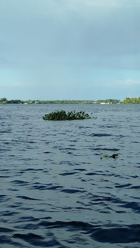common water hyacinth