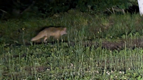 Ezo Red Fox