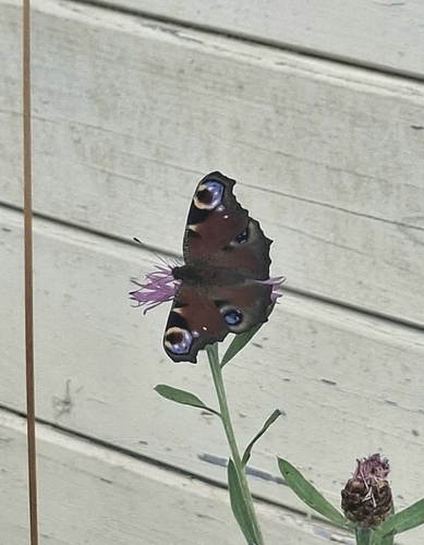 European Peacock Butterfly