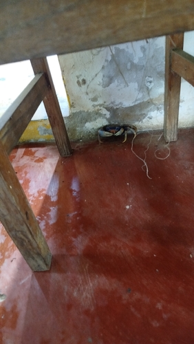Blue Land Crab