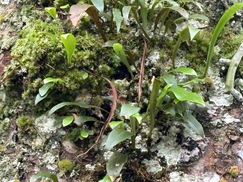 Loxogramme salicifolia, photograph 4