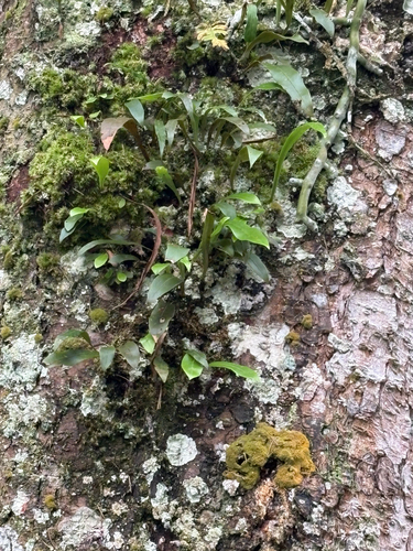 Loxogramme salicifolia