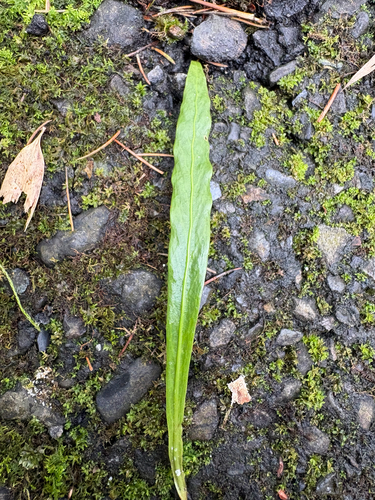 Loxogramme salicifolia, photograph 3