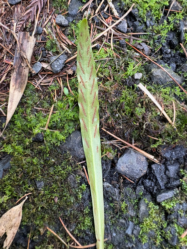 Loxogramme salicifolia, photograph 2