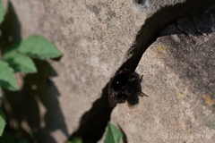 Bombus lapidarius