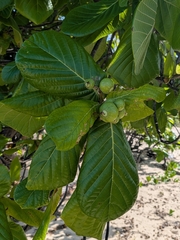 Guettarda speciosa, photograph (c) Matt B, some rights reserved (CC BY)