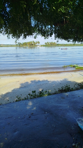 red mangrove