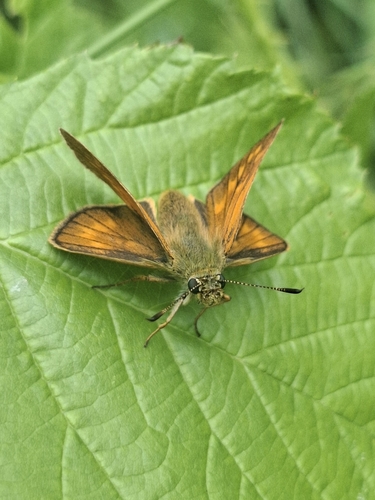 Large Skipper