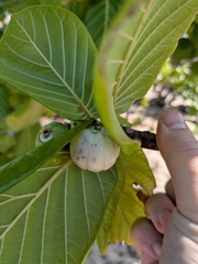Guettarda speciosa, photograph (c) Matt B, some rights reserved (CC BY)