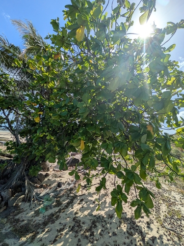 Guettarda speciosa, photograph 5