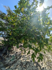 Guettarda speciosa, photograph (c) Matt B, some rights reserved (CC BY)