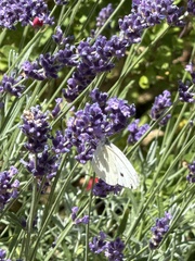 Large White