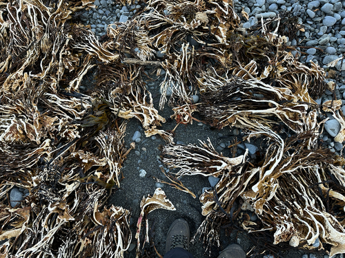 Lessonia variegata, 2026-06-29