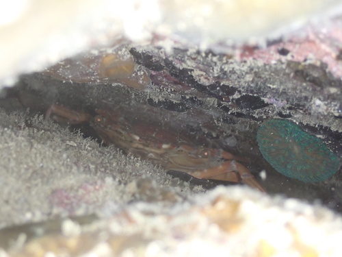 Thranita spinimana (Thranita spinimana)