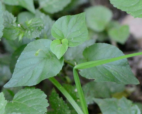 Наблюдение на iNaturalist