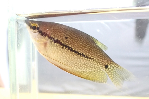 Pearl Gourami