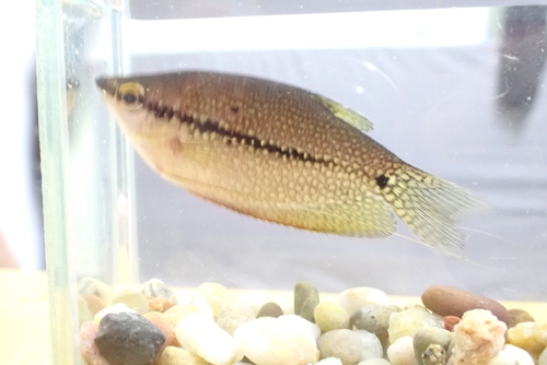 Pearl gourami (Trichopodus leerii) — Osphronemidae — 4