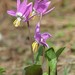 Erythronium sibiricum - Photo (c) Irina Krug, algunos derechos reservados (CC BY-NC)