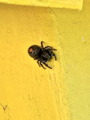 Phidippus audax