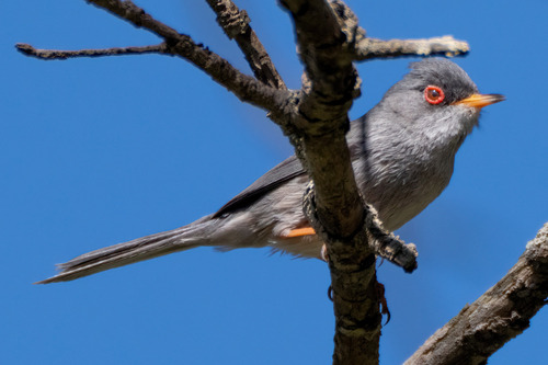 Balearic Warbler, Illes Balears, España, photo 5 of 10