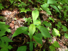 Hybanthus concolor