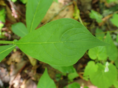 Hybanthus concolor